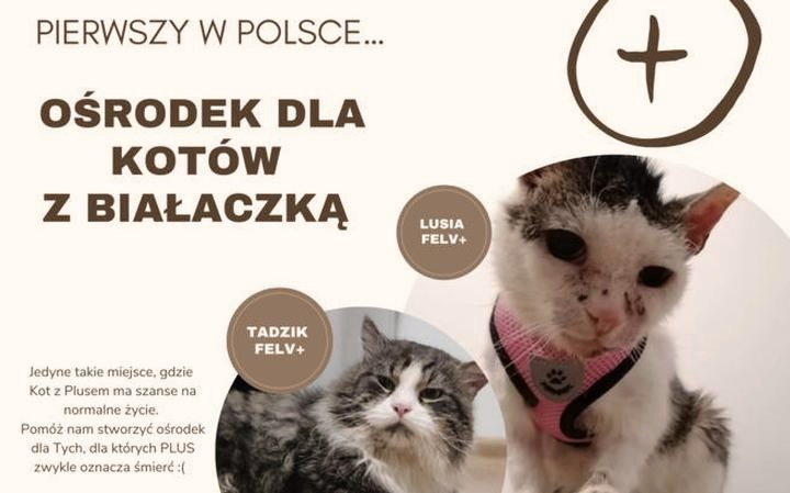 Białaczka u kota: objawy FeLV i codzienna opieka nad mruczkiem