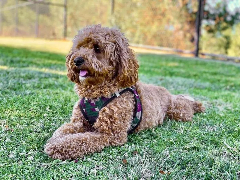 Ile kosztuje cavapoo? Cena zakupu i miesięczne koszty utrzymania