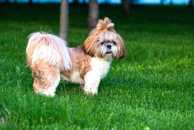 Odmiany shih tzu: czym naprawdę różnią się typy tej rasy?