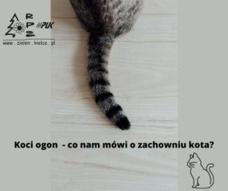 Ruch ogona kota – co oznacza jego pozycja i sposób poruszania?